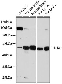 LHX1 Rabbit pAb