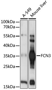 FCN3 Rabbit pAb