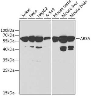 ARSA Rabbit pAb