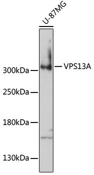 VPS13A Rabbit pAb