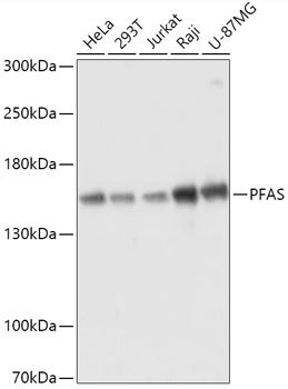 PFAS Rabbit pAb