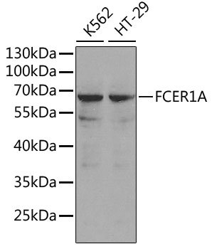 FCER1A Rabbit pAb