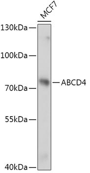 ABCD4 Rabbit pAb