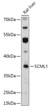 SCML1 Rabbit pAb