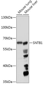 SNTB1 Rabbit pAb