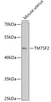 TM7SF2 Rabbit pAb