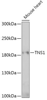 TNS1 Rabbit pAb