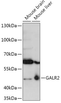 GALR2 Rabbit pAb