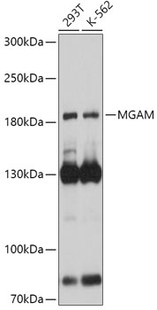 MGAM Rabbit pAb