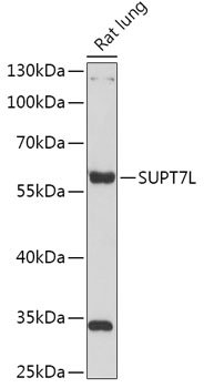 SUPT7L Rabbit pAb