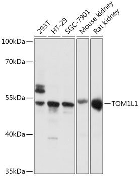 TOM1L1 Rabbit pAb