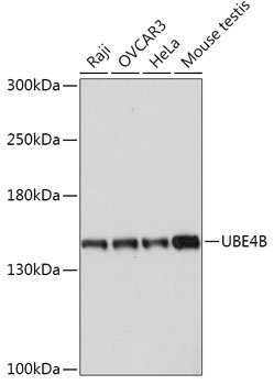UBE4B Rabbit pAb
