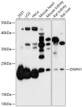 DNPH1 Rabbit pAb
