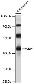 WBP4 Rabbit pAb