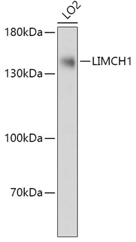 LIMCH1 Rabbit pAb