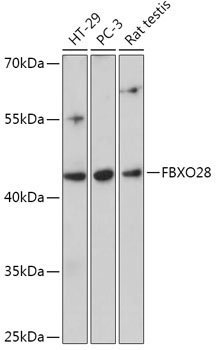 FBXO28 Rabbit pAb