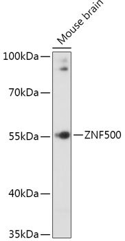 ZNF500 Rabbit pAb