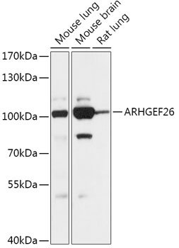 ARHGEF26 Rabbit pAb