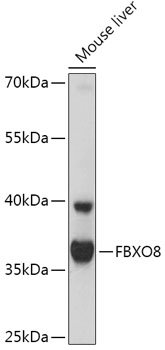 FBXO8 Rabbit pAb