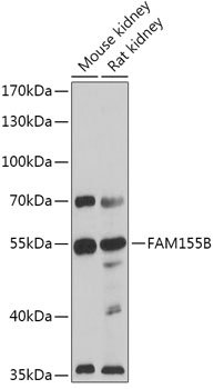 FAM155B Rabbit pAb
