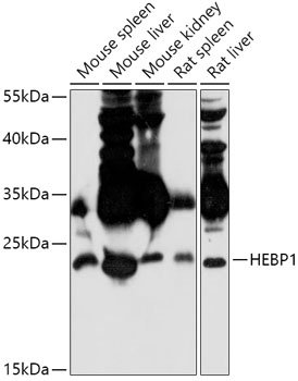 HEBP1 Rabbit pAb