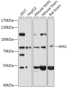 WAC Rabbit pAb