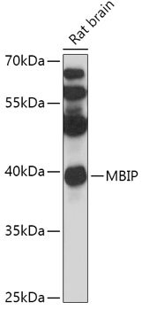 MBIP Rabbit pAb