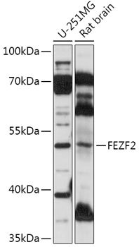 FEZF2 Rabbit pAb