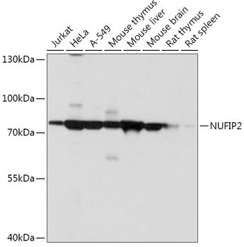 NUFIP2 Rabbit pAb