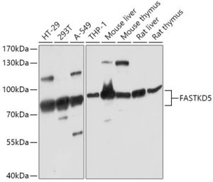 FASTKD5 Rabbit pAb