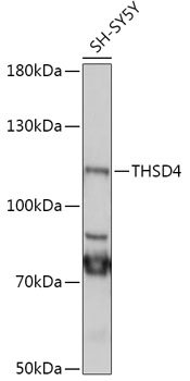 THSD4 Rabbit pAb