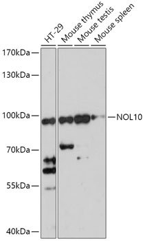 NOL10 Rabbit pAb