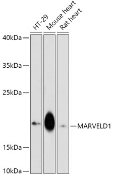 MARVELD1 Rabbit pAb
