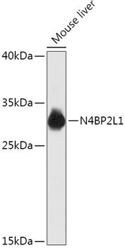 N4BP2L1 Rabbit pAb