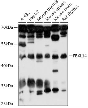 FBXL14 Rabbit pAb