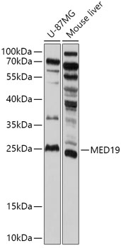 MED19 Rabbit pAb