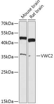 VWC2 Rabbit pAb