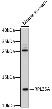 RPL35A Rabbit pAb