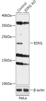 [KO Validated] EDN1 Rabbit pAb
