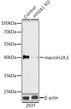 [KO Validated] macroH2A.1 Rabbit pAb