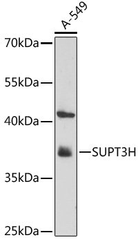 SUPT3H Rabbit pAb