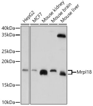Mrpl18 Rabbit pAb