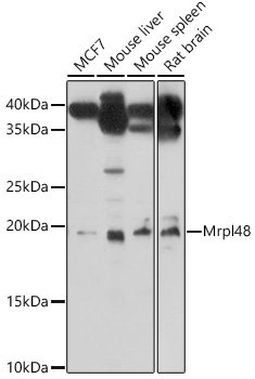 Mrpl48 Rabbit pAb
