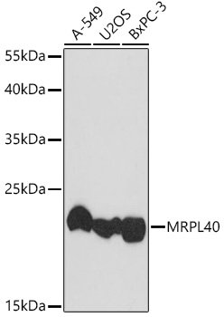 MRPL40 Rabbit pAb