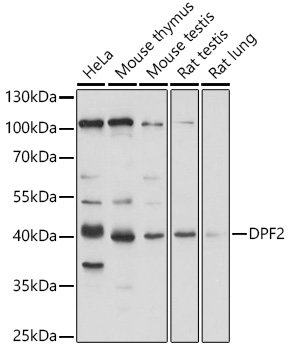 DPF2 Rabbit pAb