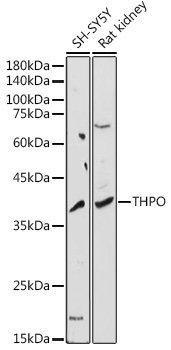 THPO Rabbit pAb