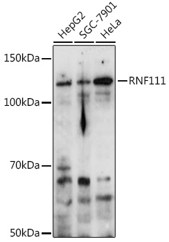 RNF111 Rabbit pAb