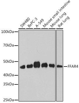 FFAR4 Rabbit pAb