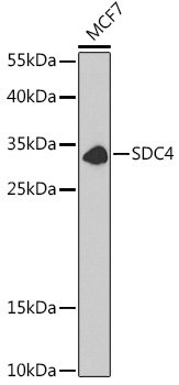 SDC4 Rabbit pAb