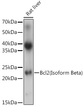 Bcl-2(Isoform Beta) Rabbit pAb